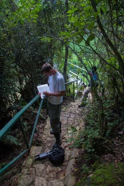 Travis Hagey and Yoel Stuart helping measure anole habitat use - Cordillera Central, Dominican Republic