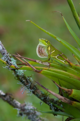 Anolis fowleri dewlapping - Ebano Verde, Dominican Republic (posed)