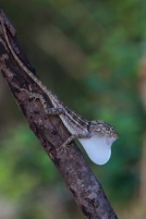 Anolis whitemani dewlapping - Puerto Escondito, Dominican Republic