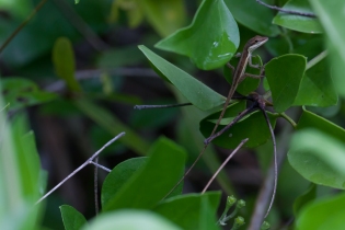 Anolis pulchellus - Vieques, Puerto Rico