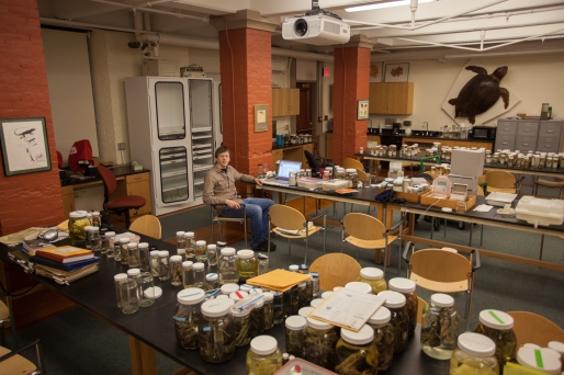 Working in the Herpetology collections, Museum of Comparative Zoology at Harvard (photo by Melissa Aja)
