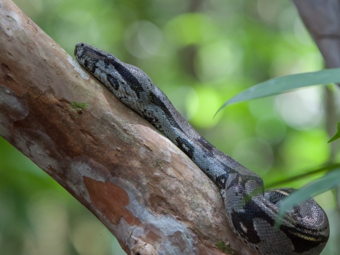 Boa constrictor - Gorgona Island, Colombia