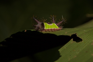 Caterpillar with parasite - Rio Palenque, Ecuador