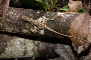 Anolis lyra - Rio Palenque, Ecuador