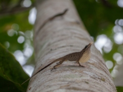 Anolis peraccae - Rio Palenque, Ecuador